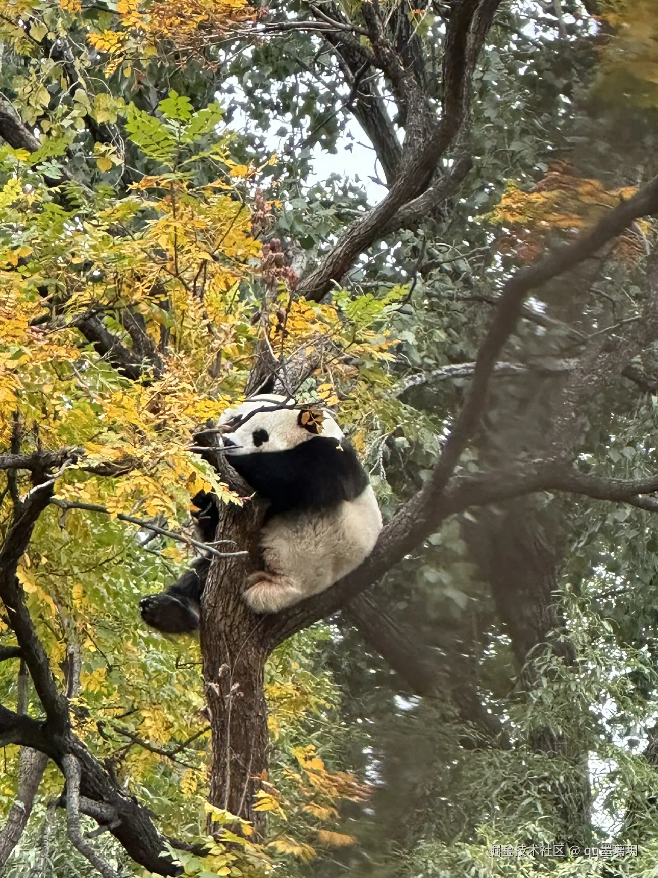 qq墨璃玥于2024-10-25 15:19发布的图片