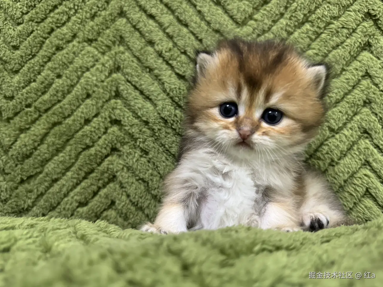 红a于2025-03-31 02:56发布的图片