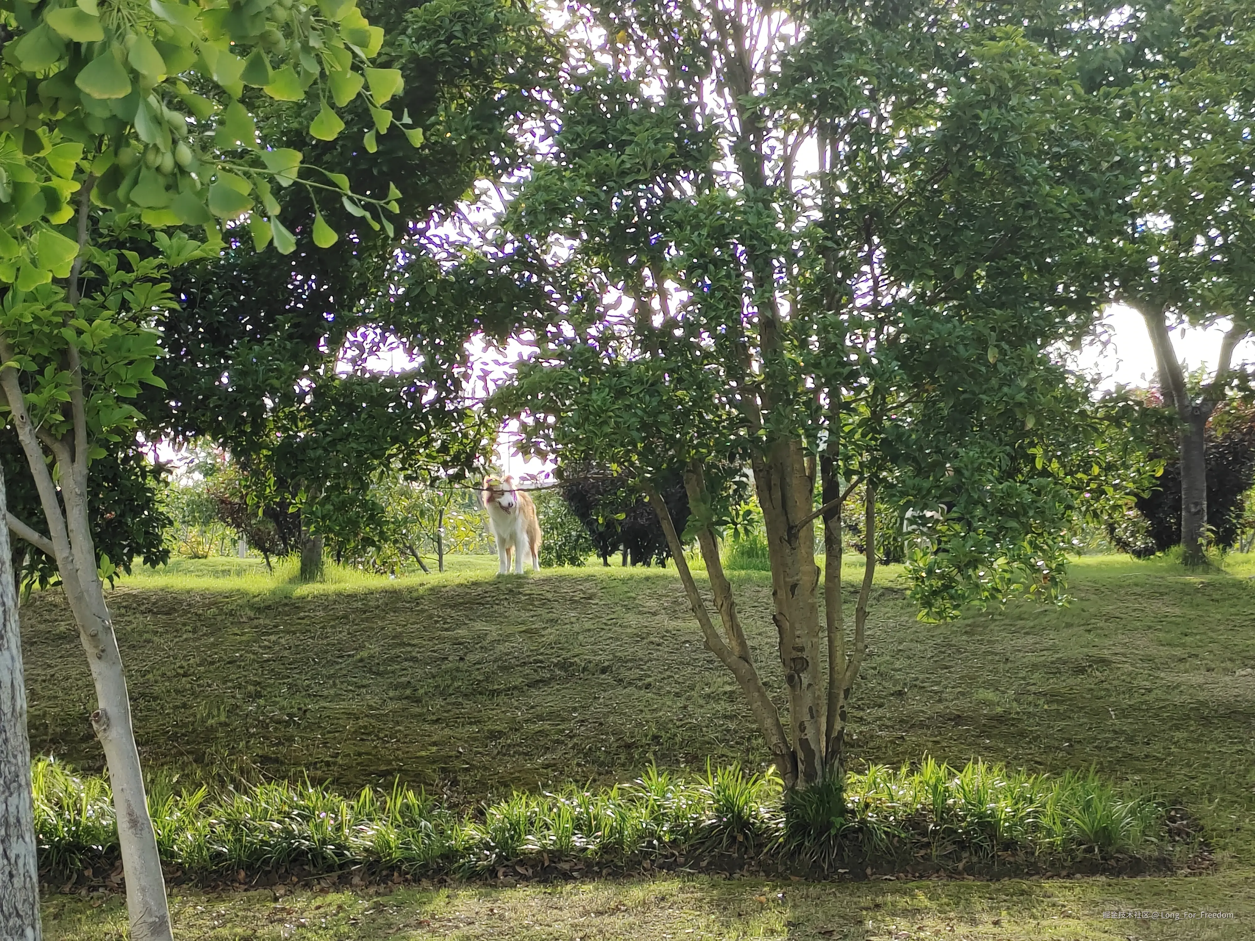 Long_For_Freedom于2025-06-16 17:43发布的图片