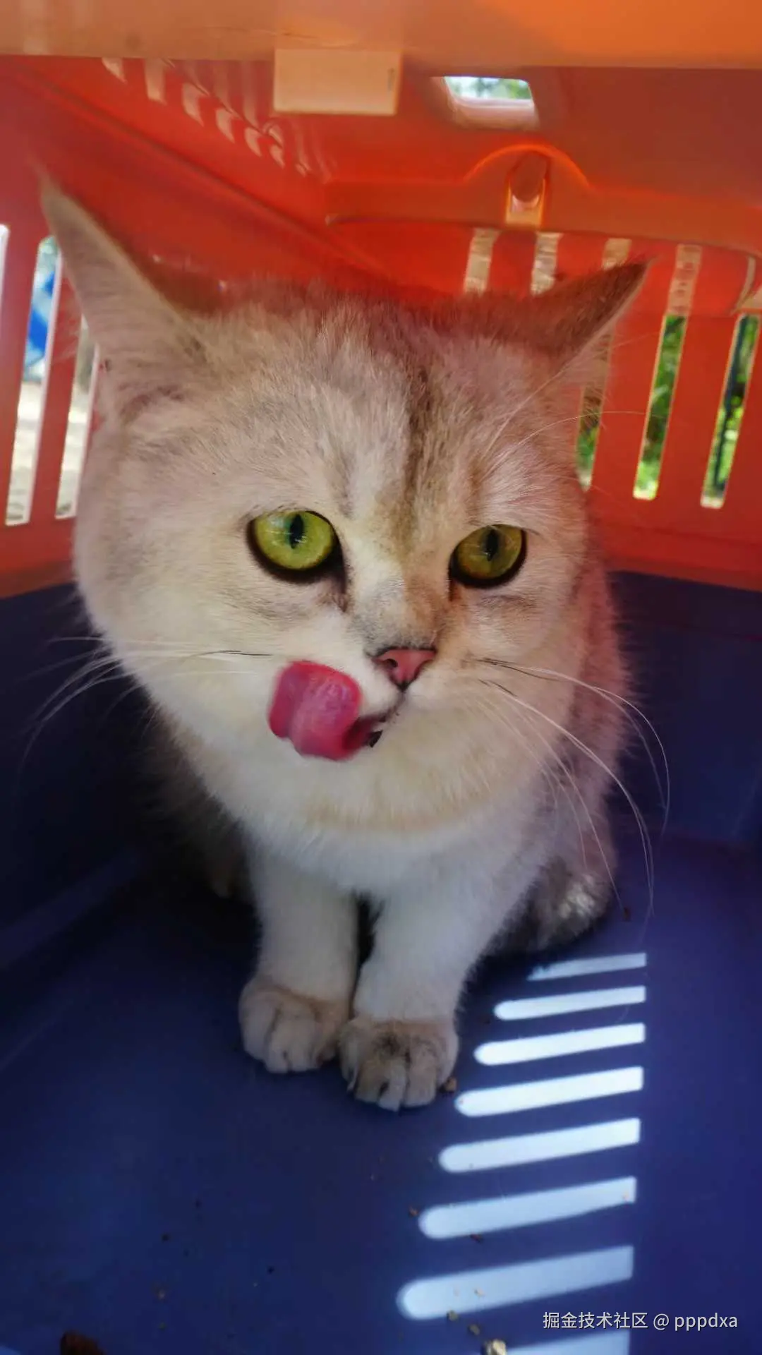 pppdxa于2025-05-20 10:32发布的图片