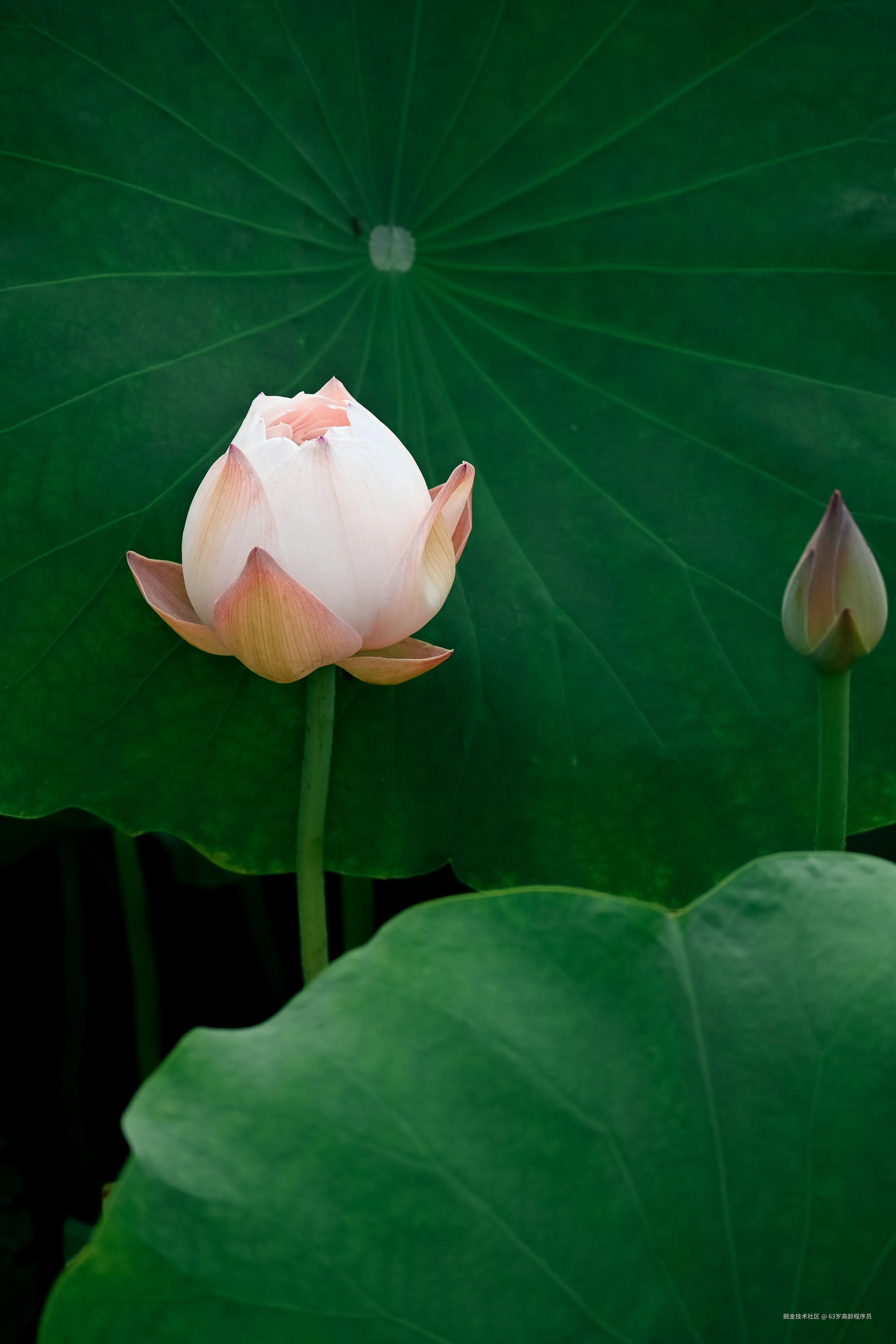 63岁高龄程序员于2025-06-30 16:37发布的图片