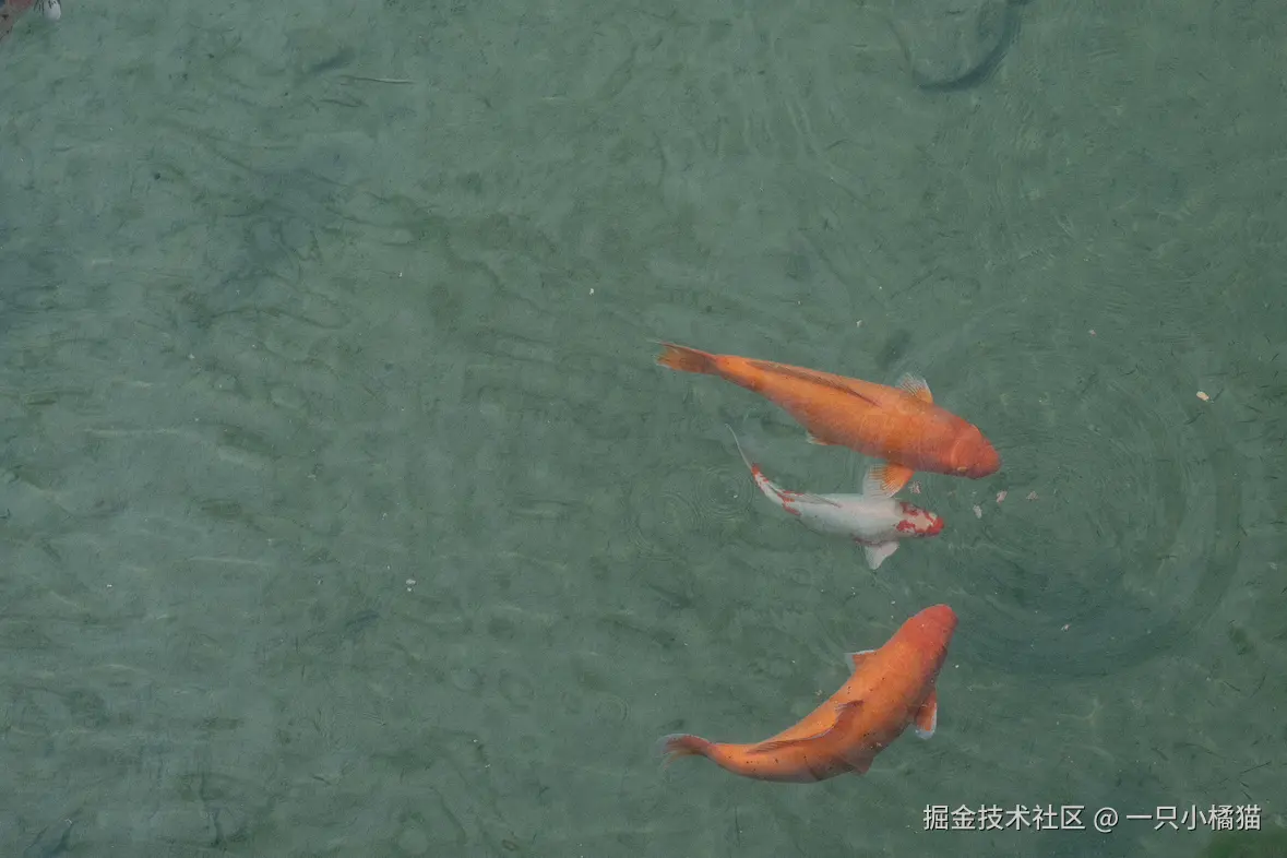 一只小橘猫于2024-11-12 02:35发布的图片
