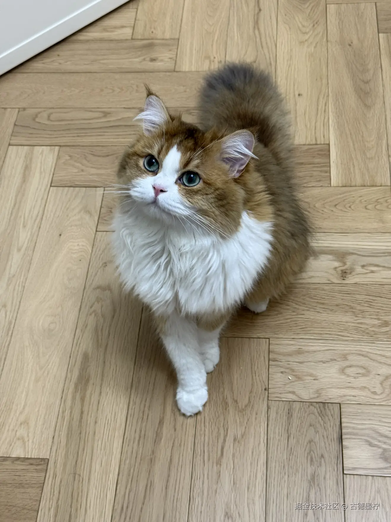 古德墨柠于2025-06-24 10:30发布的图片