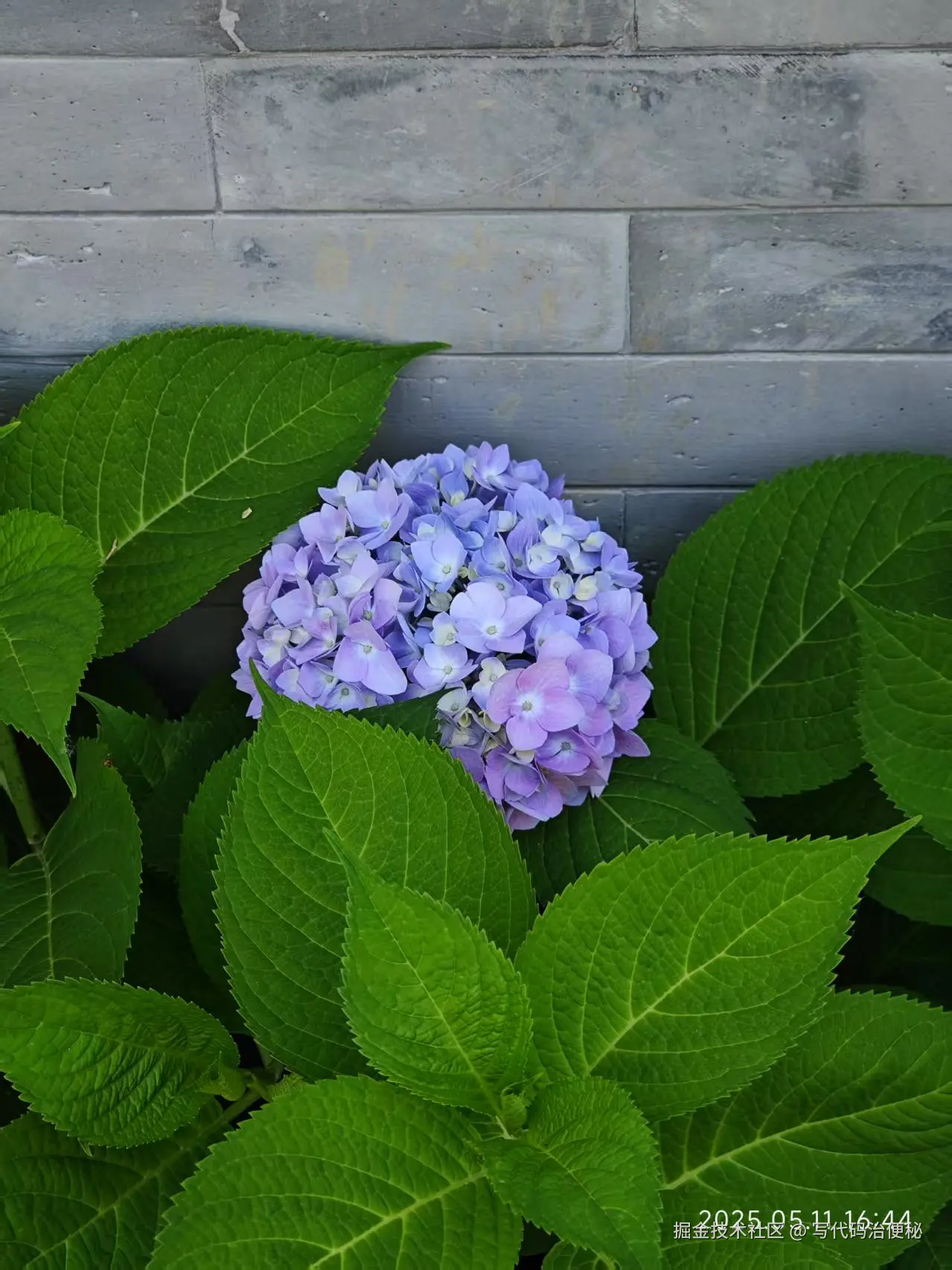 写代码治便秘于2025-05-13 10:10发布的图片