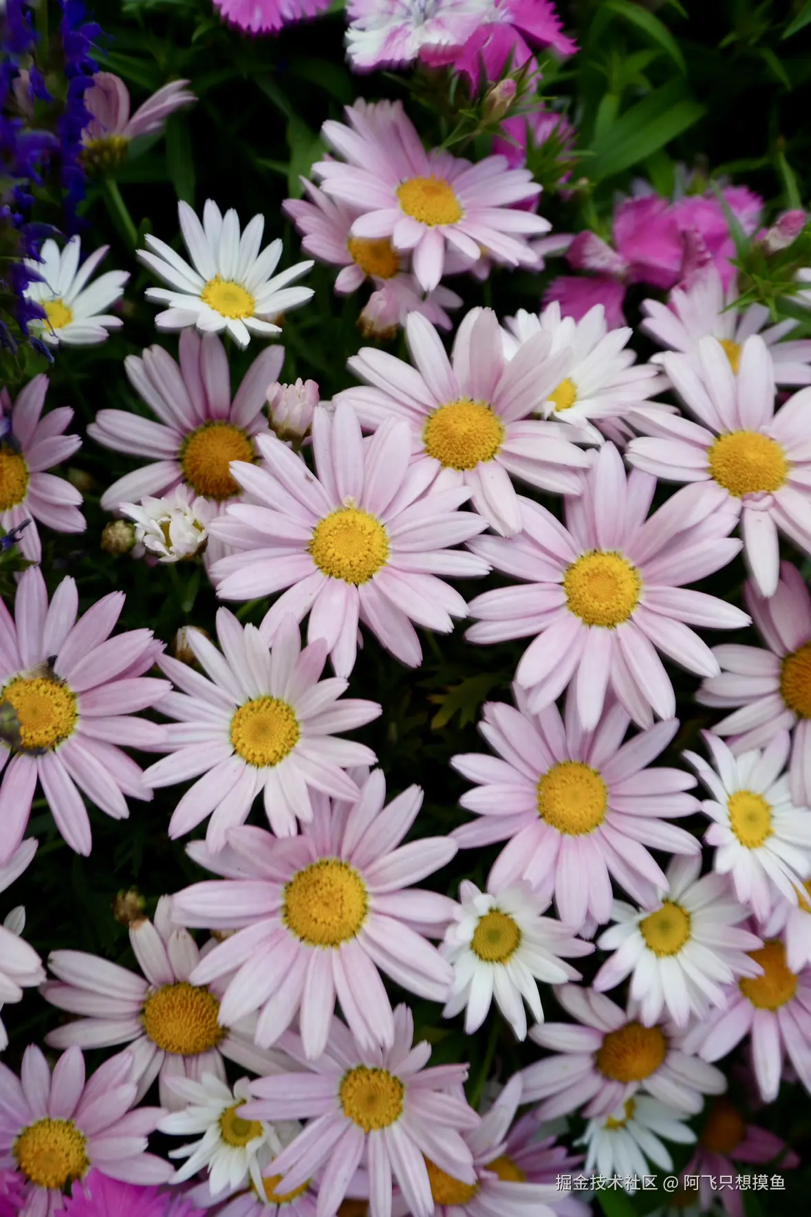 阿飞只想摸鱼于2025-05-30 13:58发布的图片