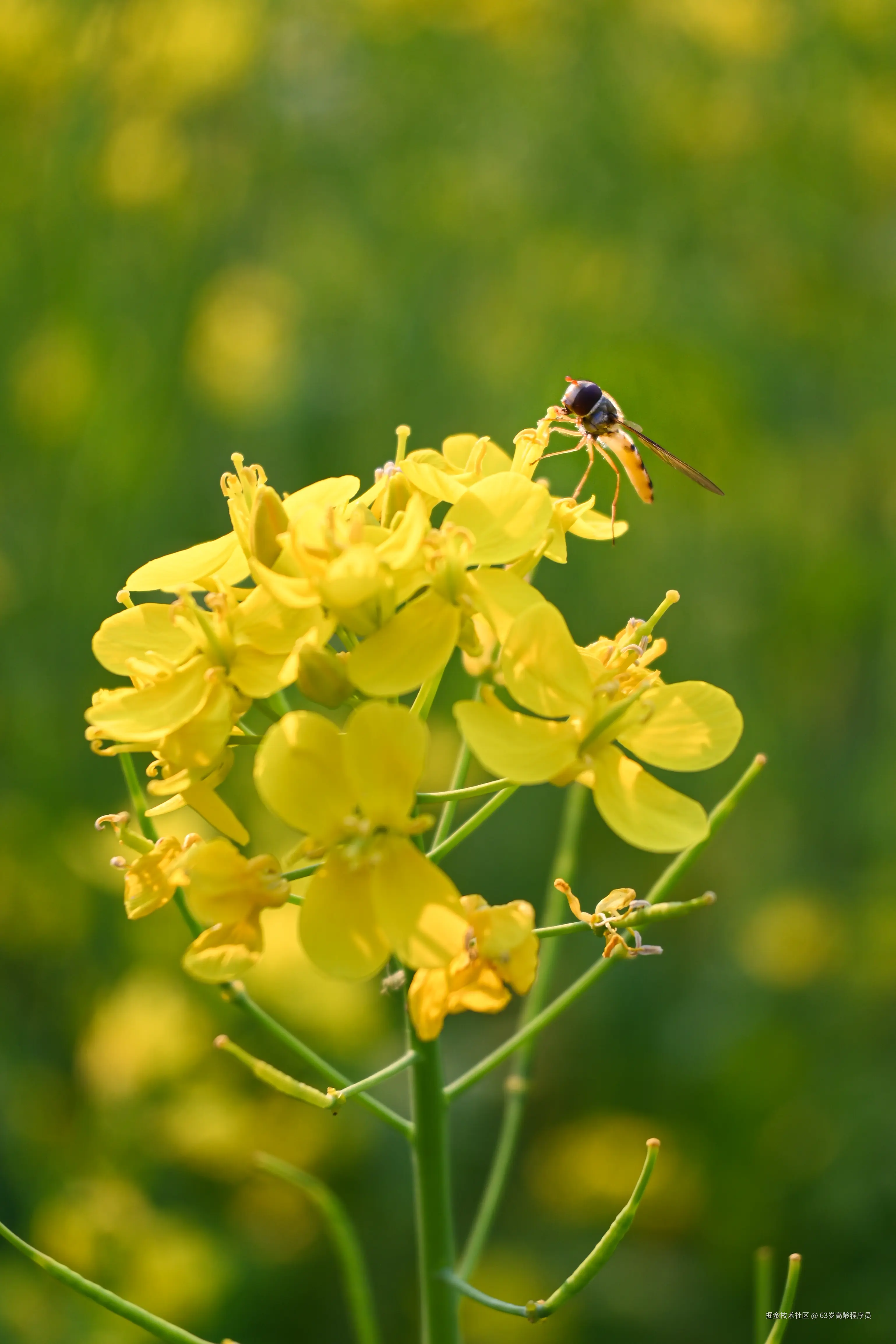 63岁高龄程序员于2025-05-12 09:50发布的图片