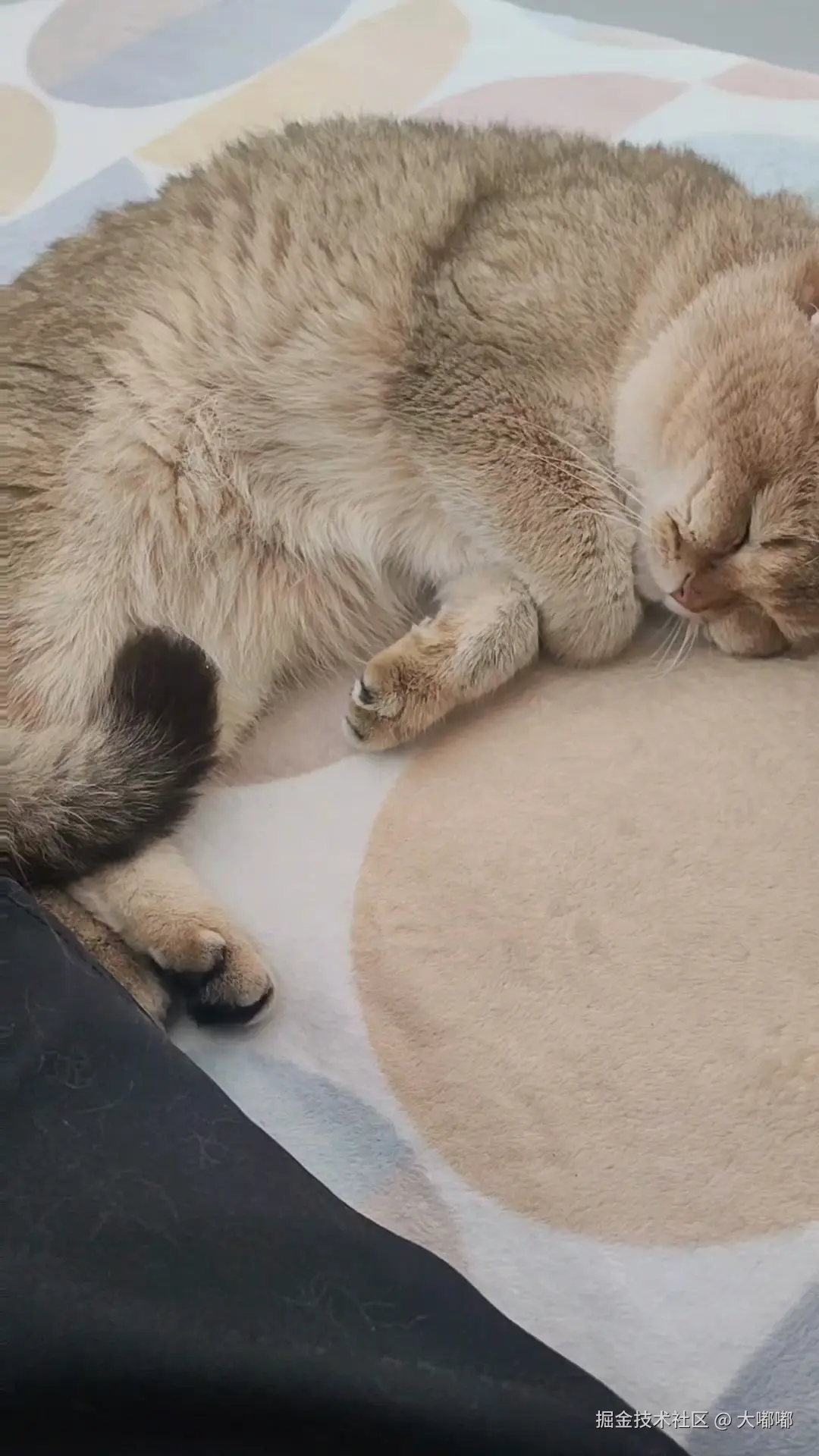 大嘟嘟于2026-03-30 16:06发布的图片