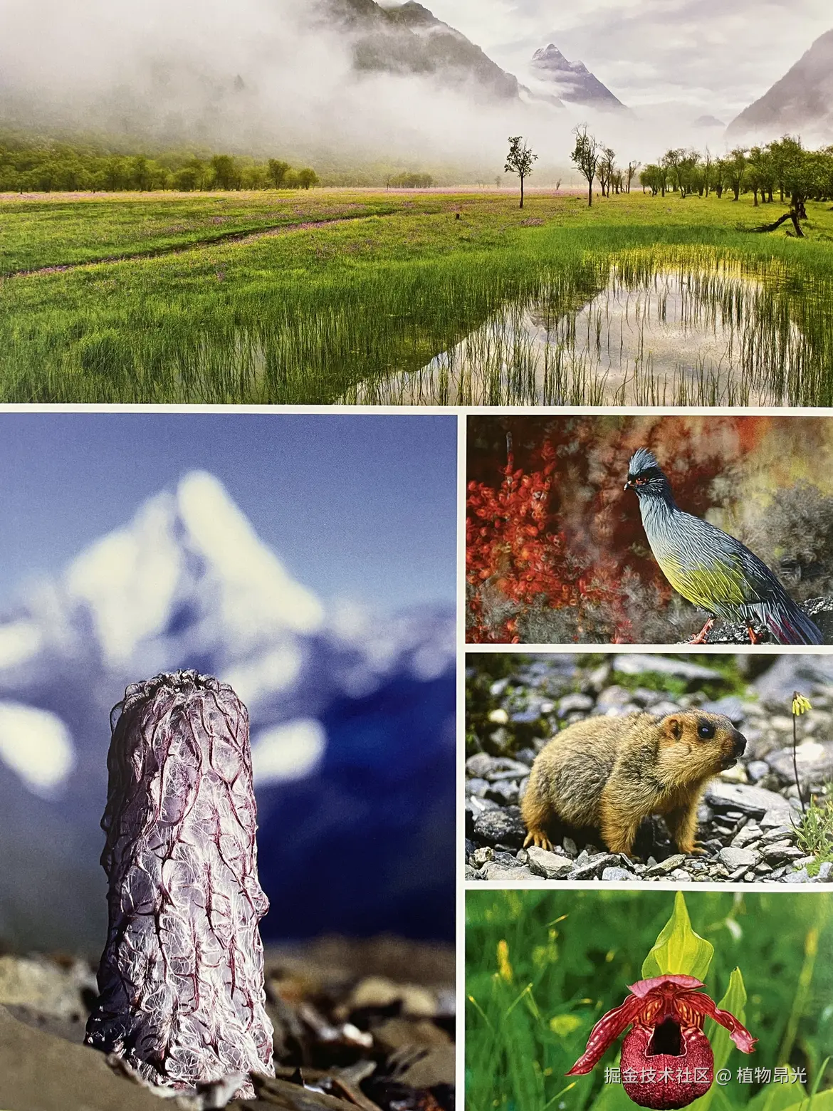 植物昂光于2026-03-14 12:18发布的图片