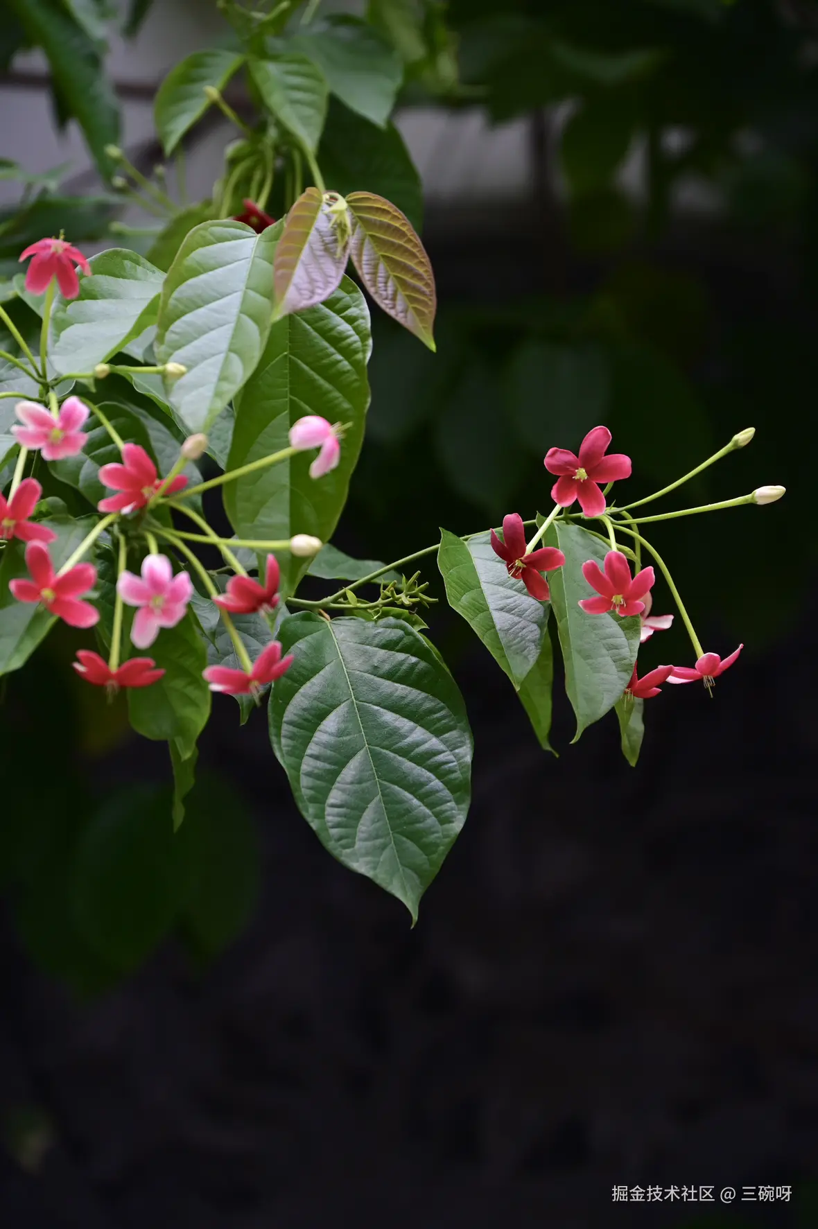 三碗呀于2025-08-11 01:51发布的图片