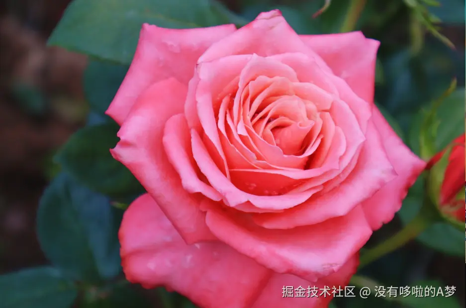 没有哆啦的A梦于2025-03-26 13:42发布的图片