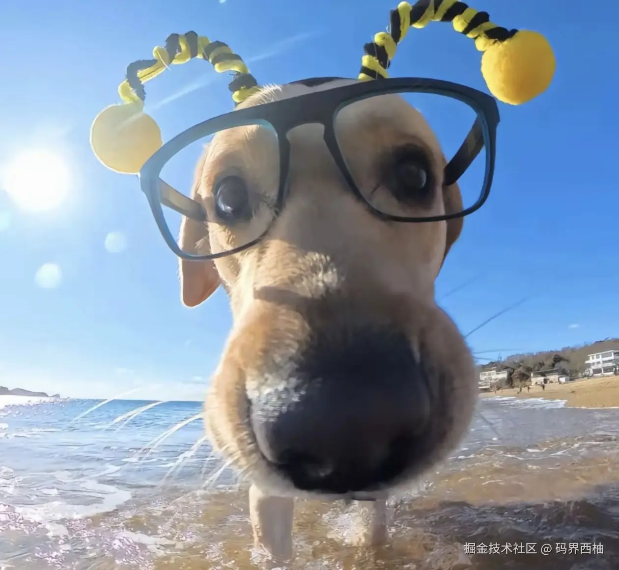 码界西柚于2024-12-25 04:42发布的图片