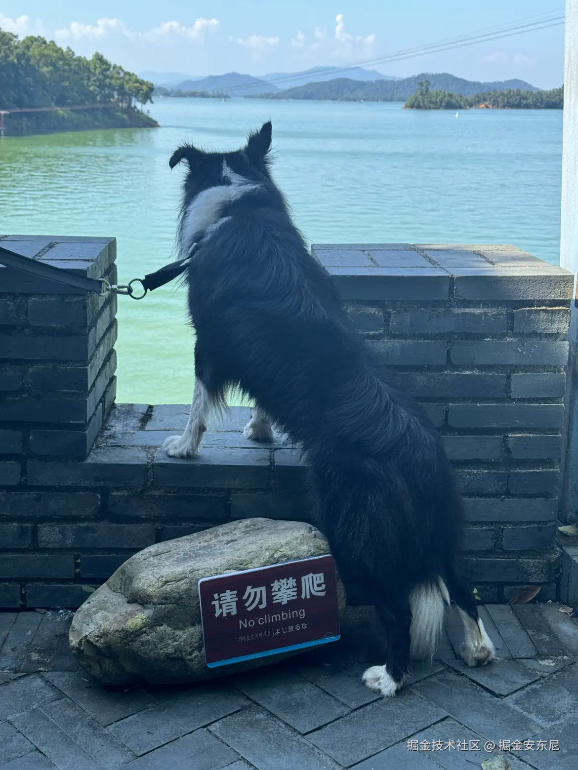 掘金安东尼于2024-08-03 21:01发布的图片