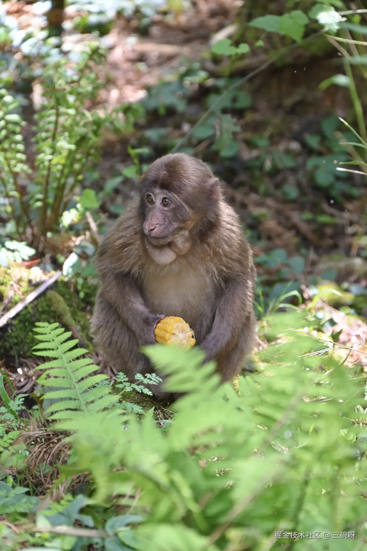 三碗呀于2025-04-22 10:05发布的图片