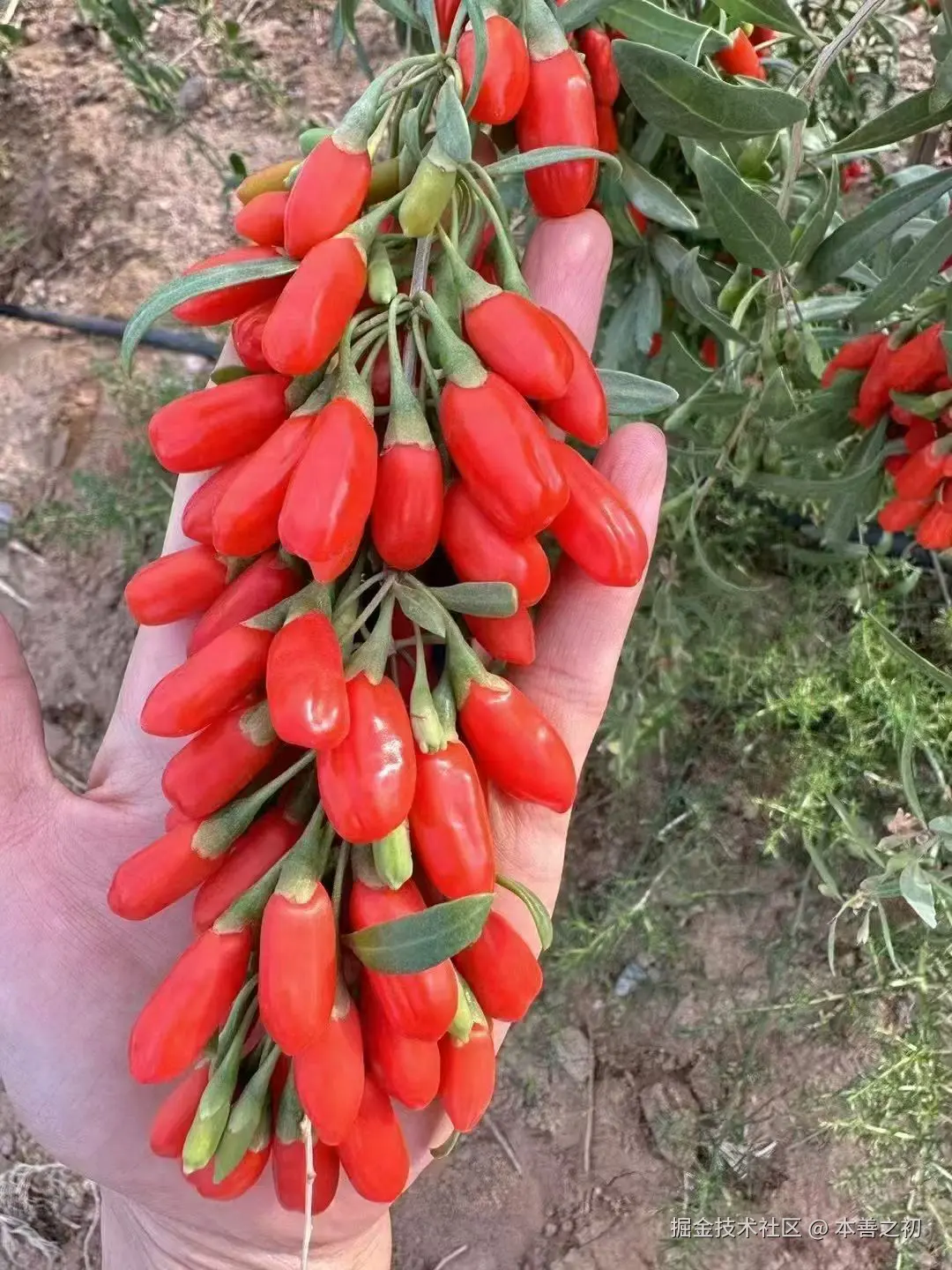 本善之初于2025-06-13 16:10发布的图片