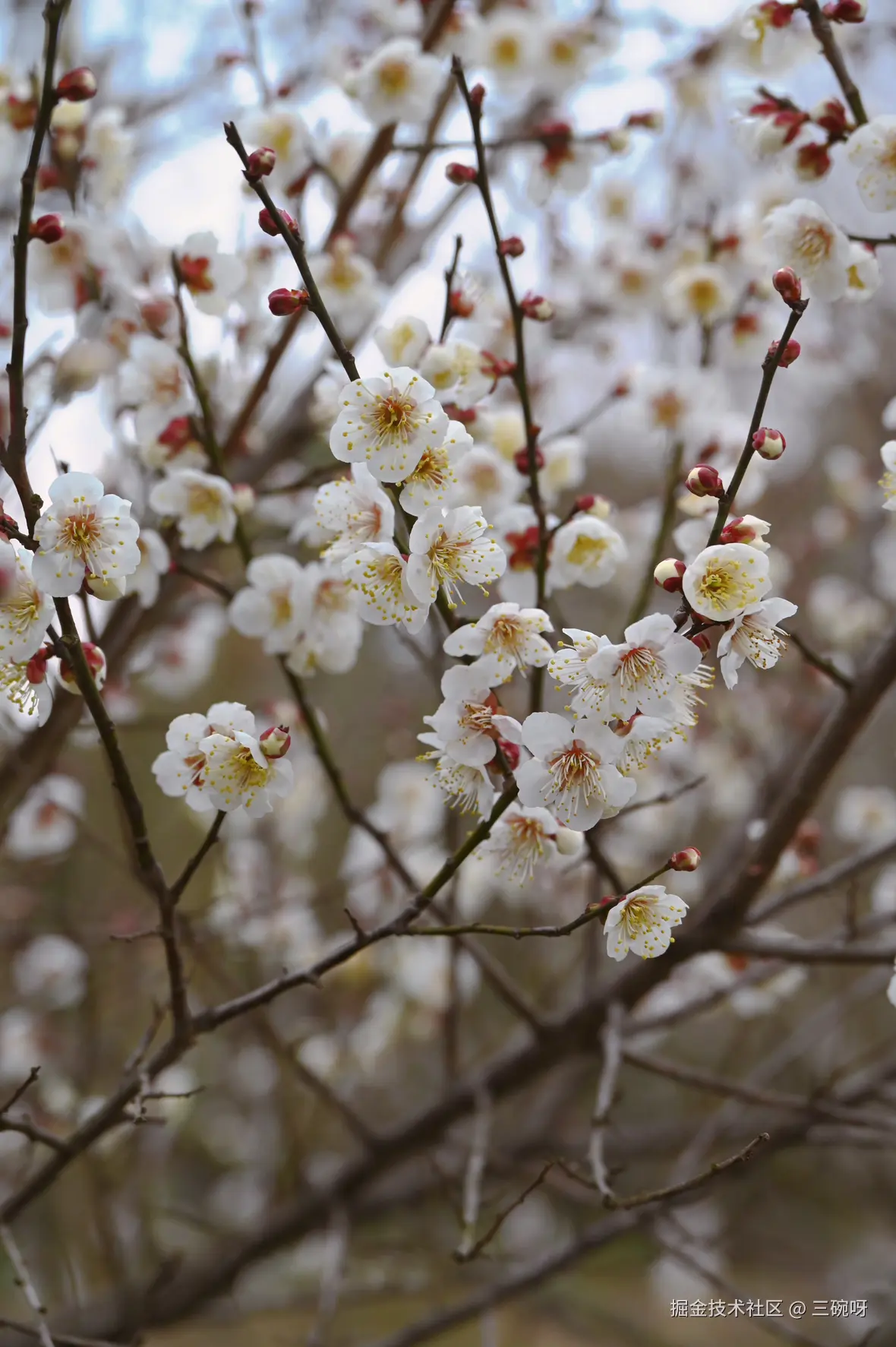 三碗呀于2025-02-10 13:44发布的图片