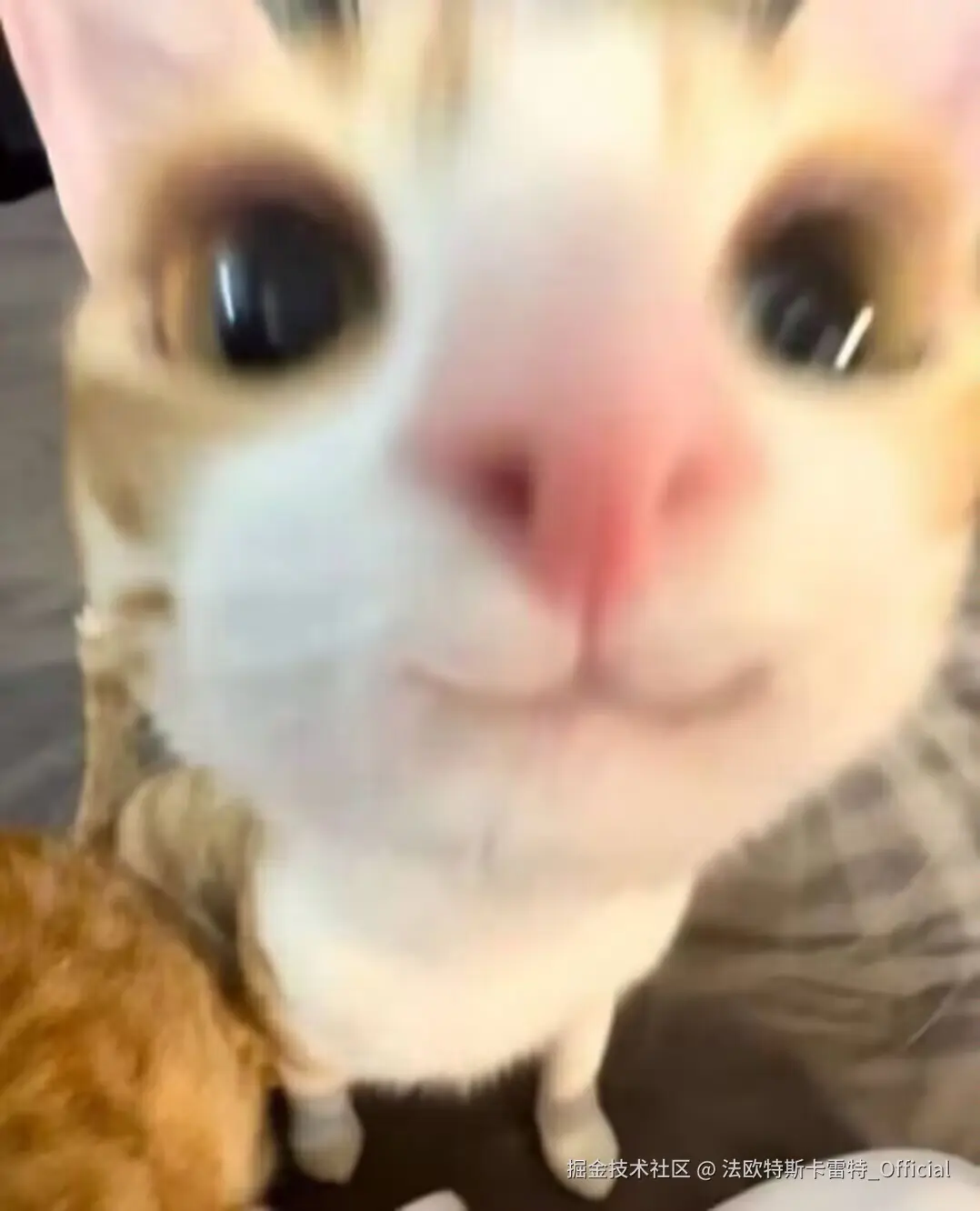 法欧特斯卡雷特_Official于2024-10-30 15:13发布的图片