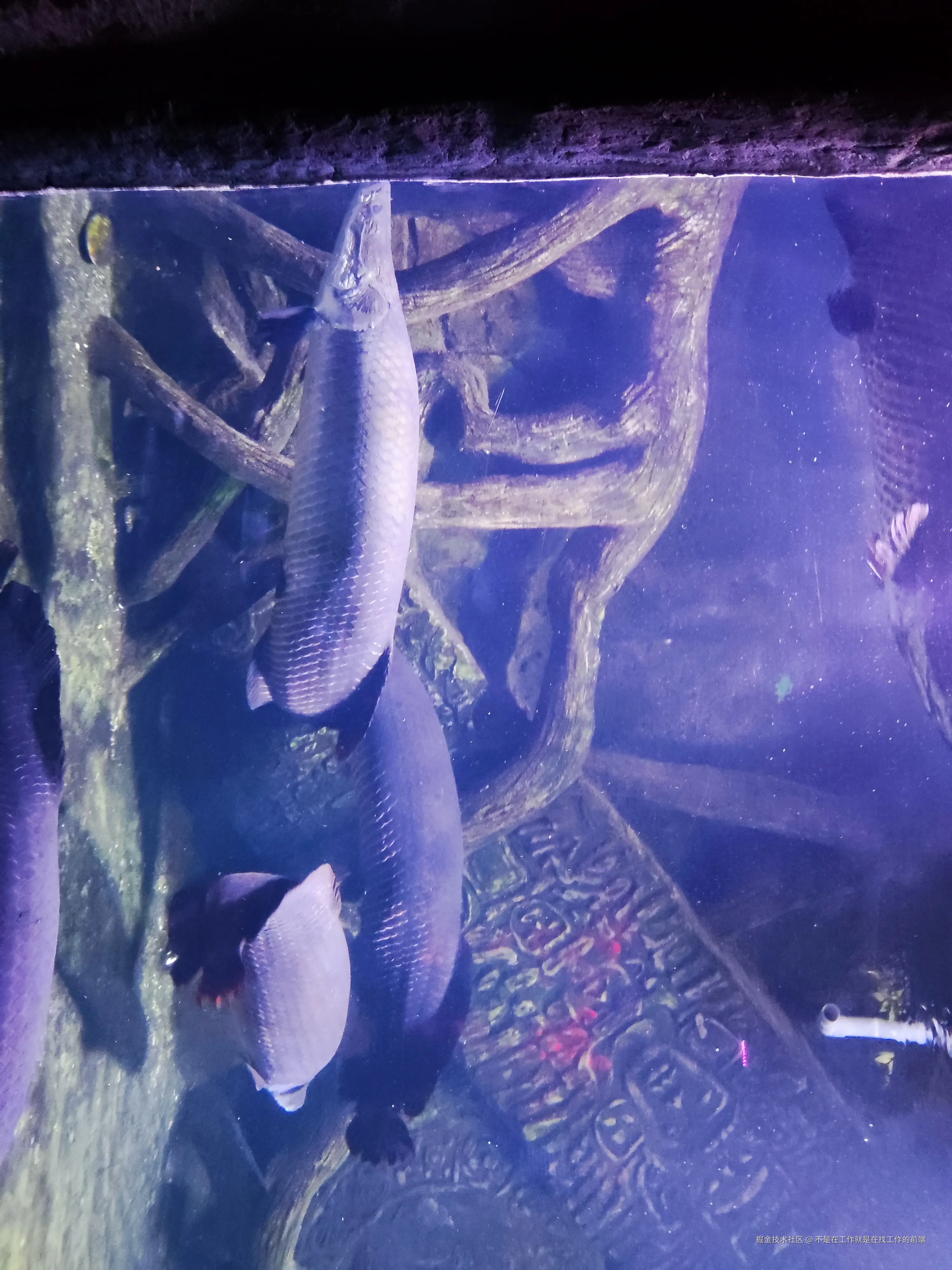 不是在工作就是在找工作的前端于2024-08-12 09:53发布的图片