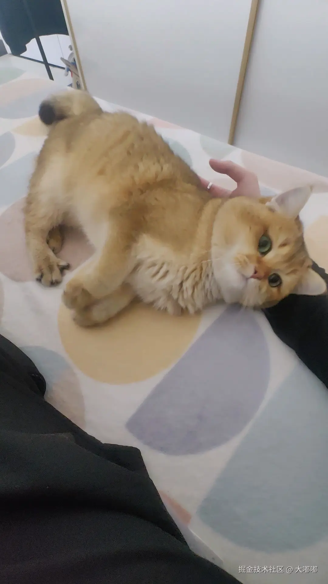 大嘟嘟于2026-03-30 16:06发布的图片