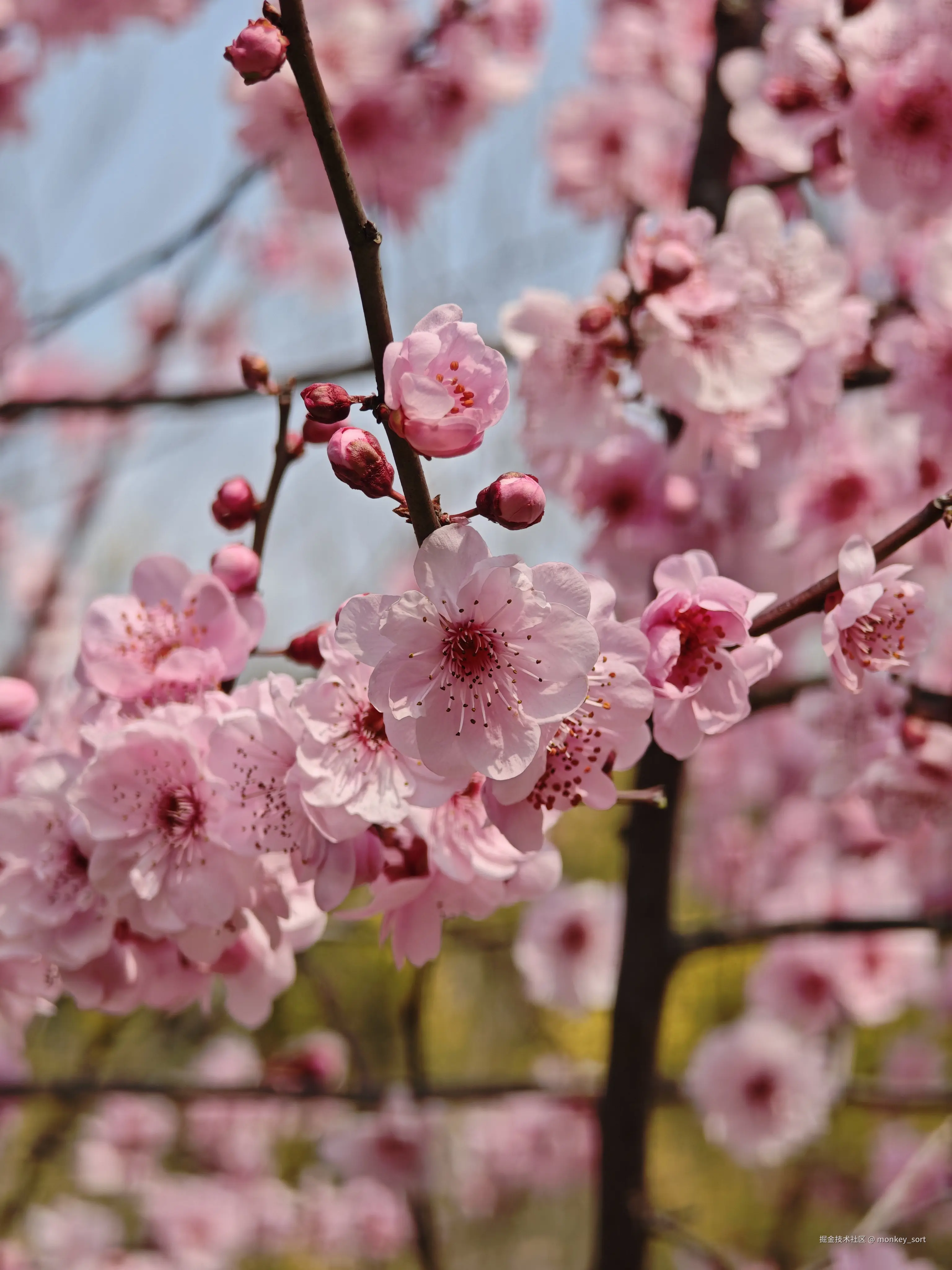 monkey_sort于2026-03-12 16:04发布的图片