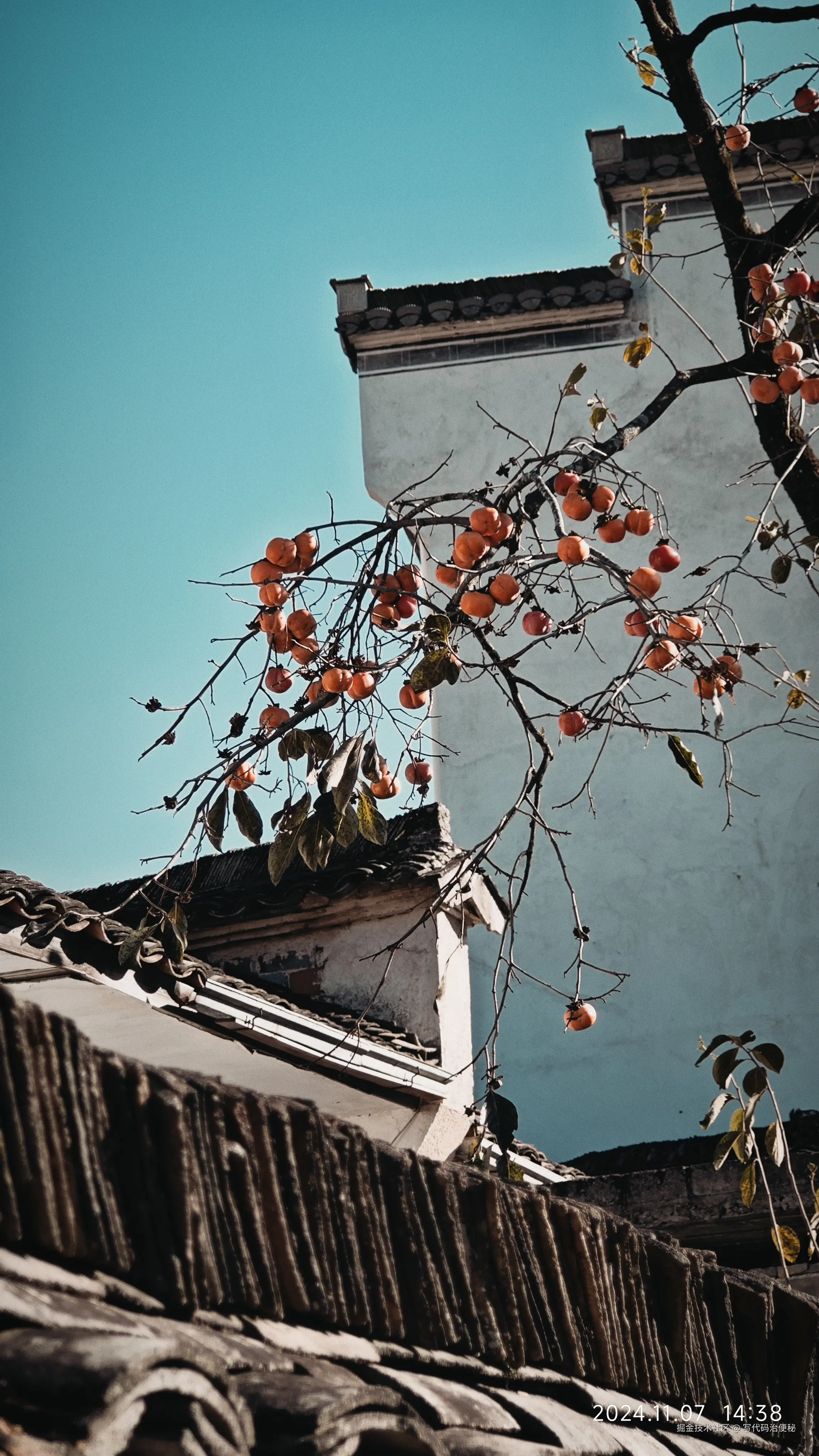 写代码治便秘于2024-11-11 10:38发布的图片