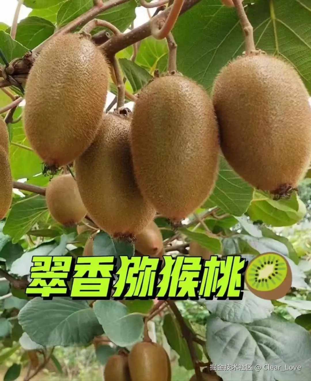 Clear_Love于2024-08-27 16:03发布的图片