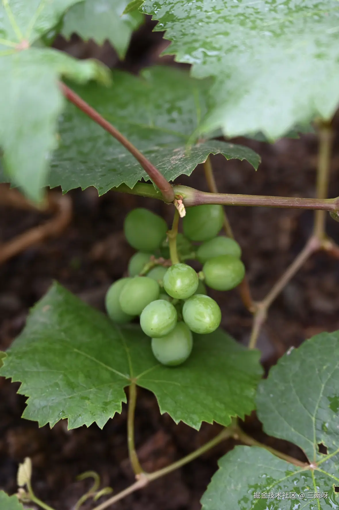 三碗呀于2025-06-03 10:05发布的图片